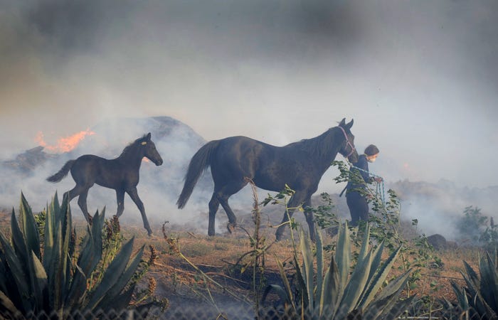 A horse running across smoke-hazed terrain — H.E.A.T. evacuation in action.