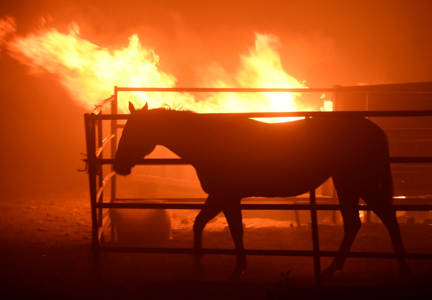 A horse silhouetted against the warm glow of a wildfire — the moment H.E.A.T. arrives.